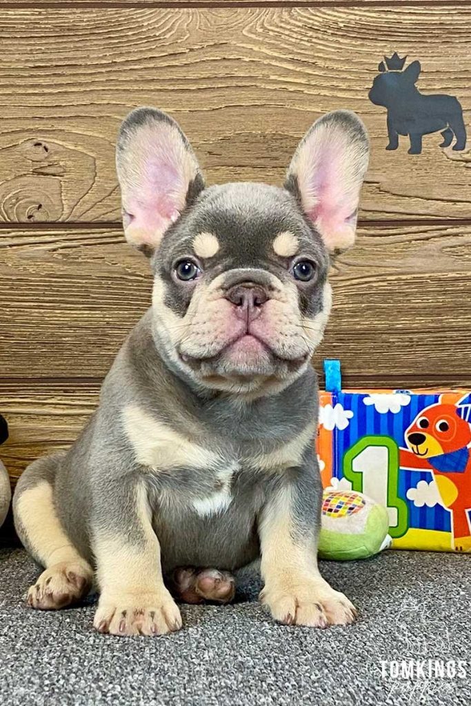 The Ultimate Guide To Lilac And Tan French Bulldog Care
